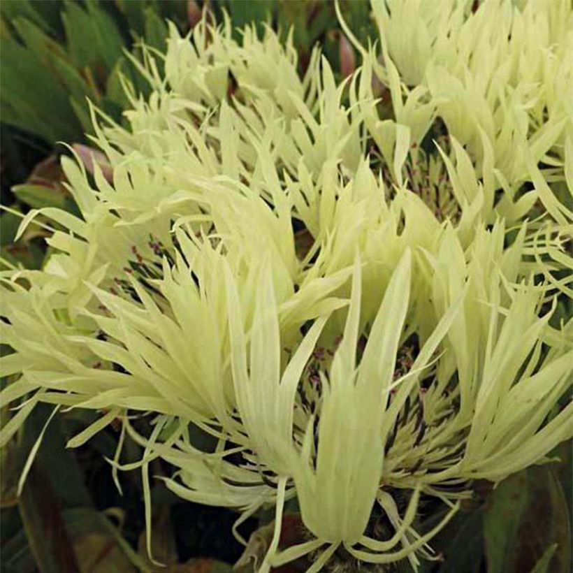 Centaurea montana Sulphurea - Fiordaliso montano (Fioritura)