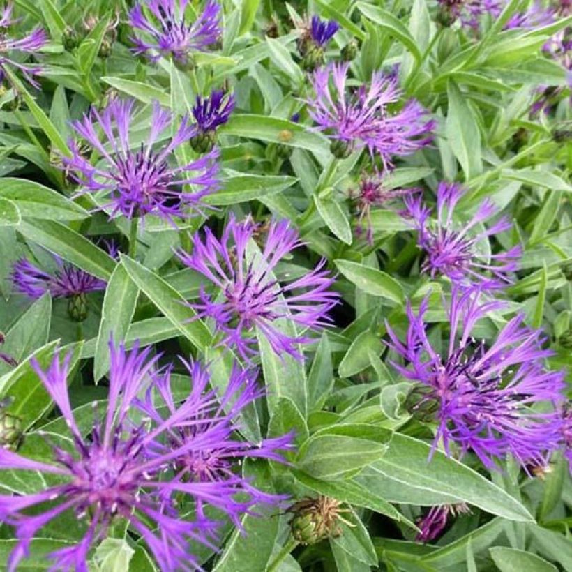 Centaurea montana Violetta - Fiordaliso montano (Fogliame)