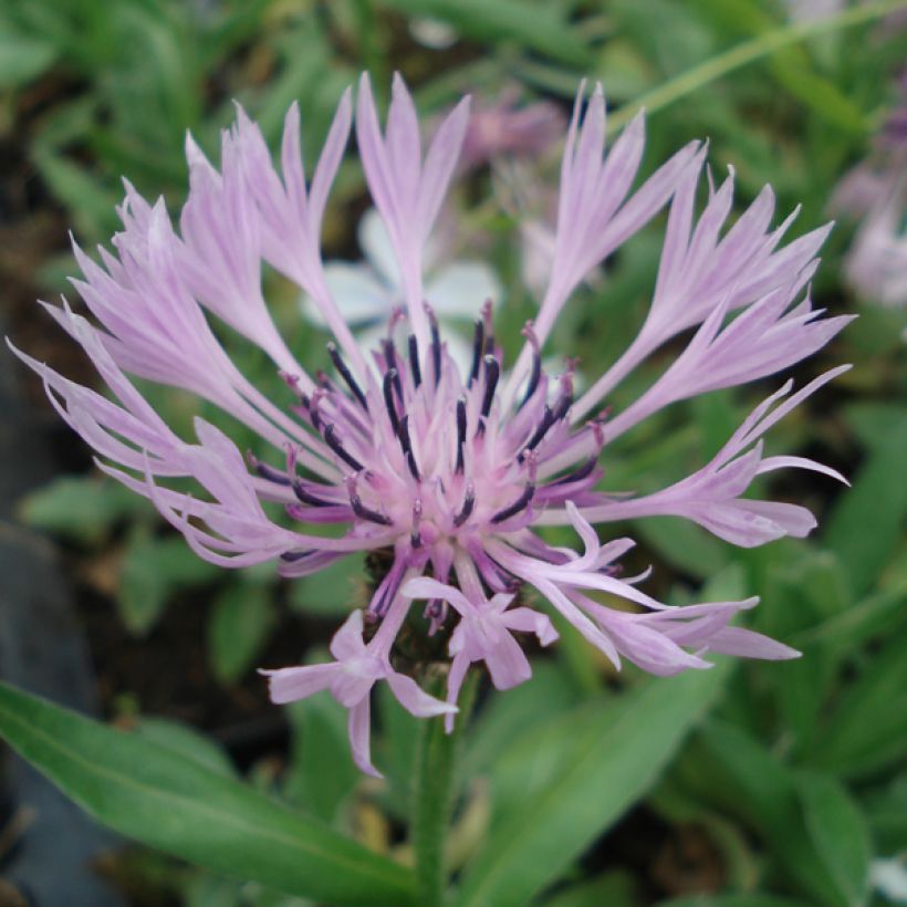 Centaurea montana Carnea - Fiordaliso montano (Fioritura)