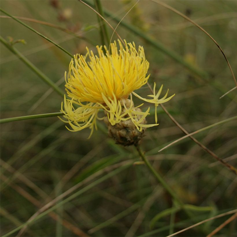 Centaurea orientalis - Fiordaliso (Fioritura)