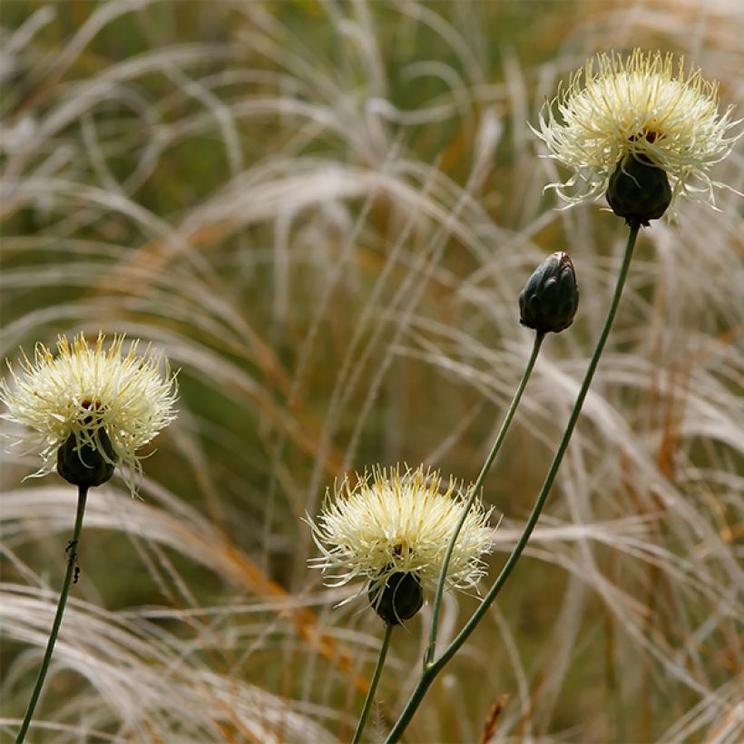 Centaurea ruthenica - Fiordaliso (Fioritura)