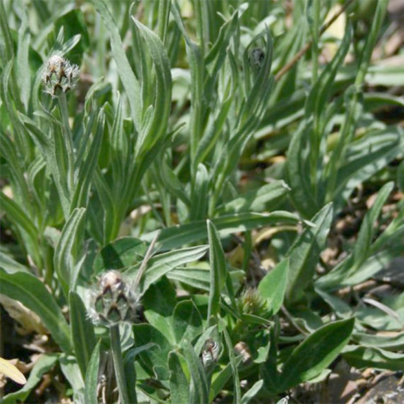 Centaurea triumfettii ssp. stricta - Fiordaliso di Trionfetti (Fogliame)