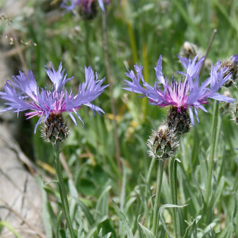 Centaurea triumfettii ssp. stricta - Fiordaliso di Trionfetti (Fioritura)