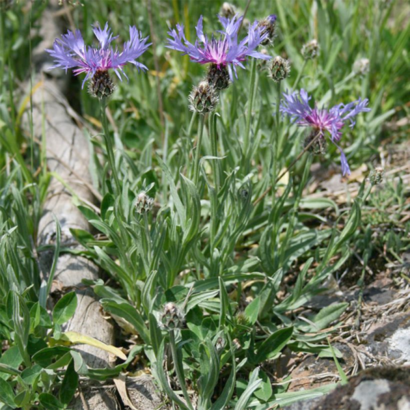 Centaurea triumfettii ssp. stricta - Fiordaliso di Trionfetti (Porto)