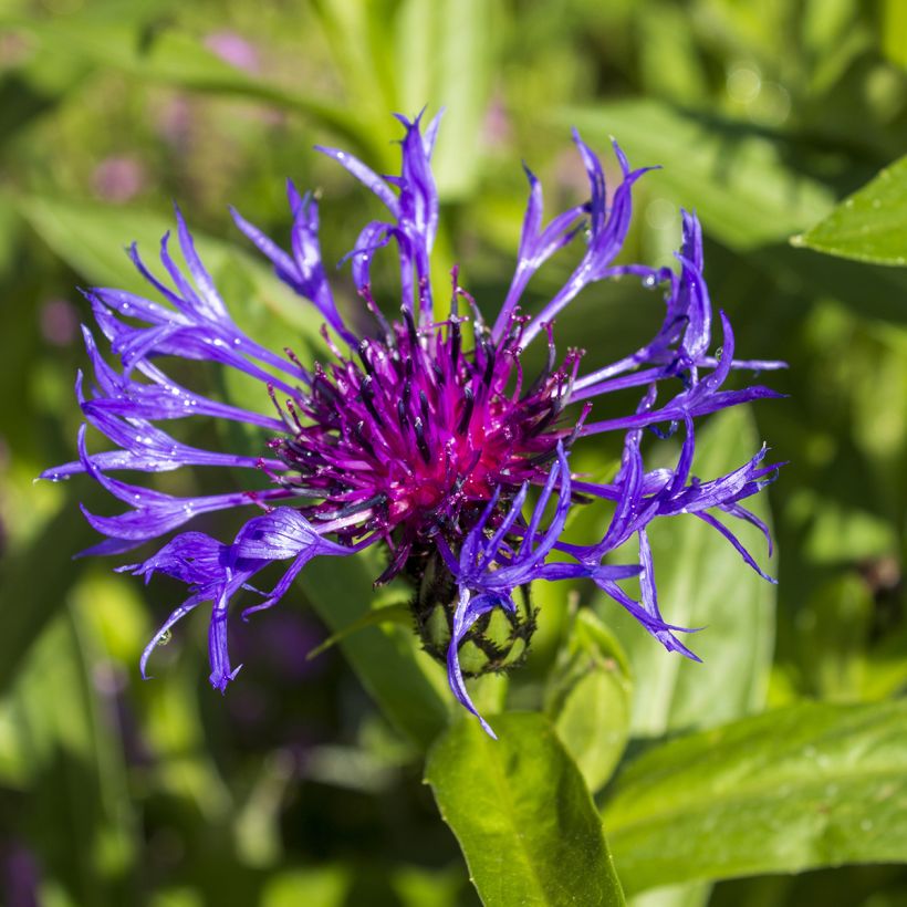 Centaurea triumfettii ssp. cana - Fiordaliso di Trionfetti (Fioritura)