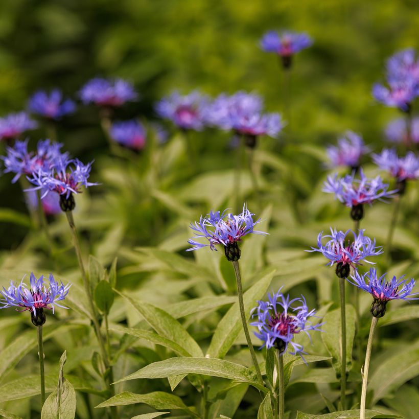 Centaurea triumfettii ssp. cana - Fiordaliso di Trionfetti (Porto)