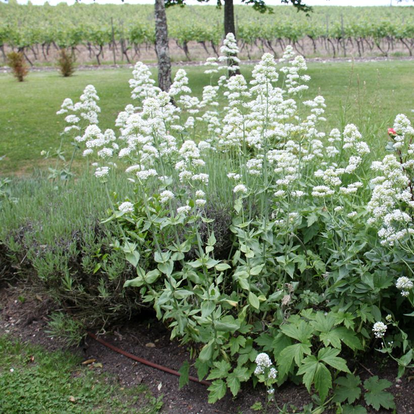 Centranthus ruber Albus - Valeriana bianca (Porto)