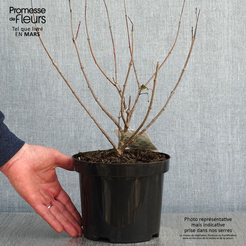 Cephalanthus occidentalis - Bois-bouton Pot de 3L/4L esemplare consegnato in inverno