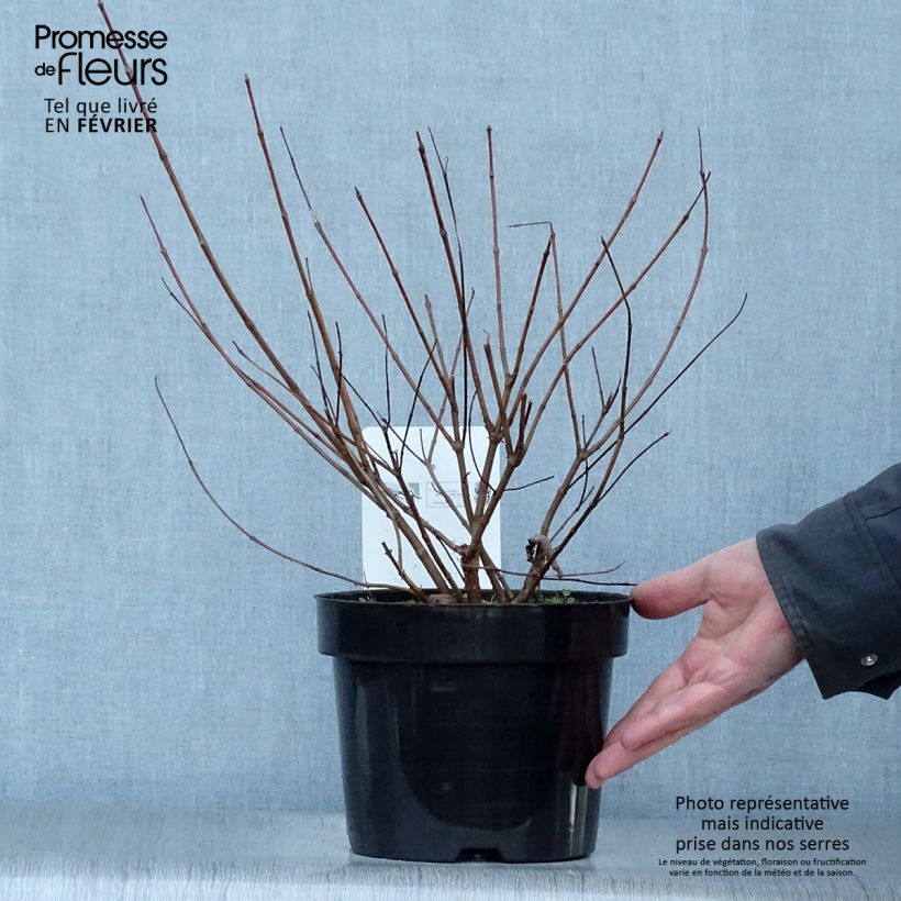 Cephalanthus occidentalis - Bois-bouton en pot de 7,5L/10L esemplare consegnato in inverno