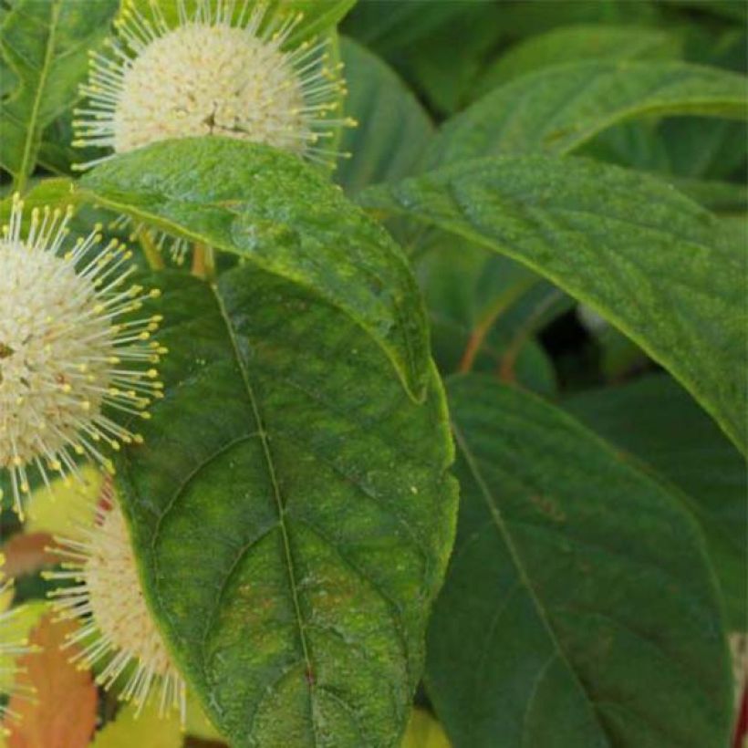 Cephalanthus occidentalis Sugar Shack (Fogliame)