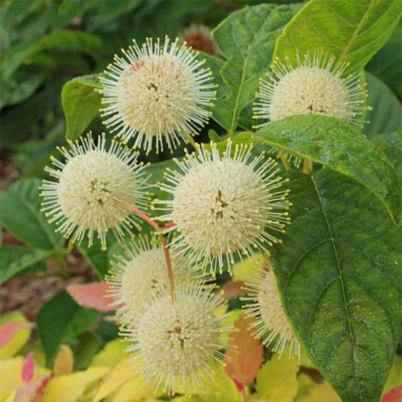 Cephalanthus occidentalis Sugar Shack (Fioritura)