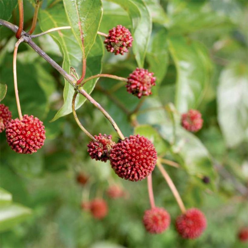 Cephalanthus occidentalis Sugar Shack (Raccolta)