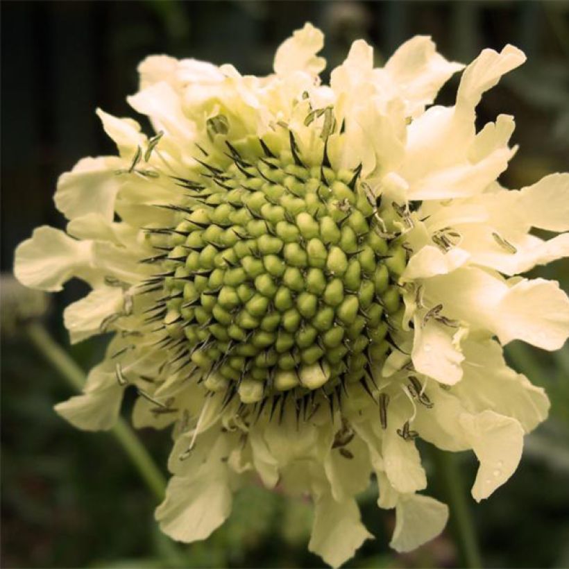 Cephalaria alpina - Vedovina alpina (Fioritura)