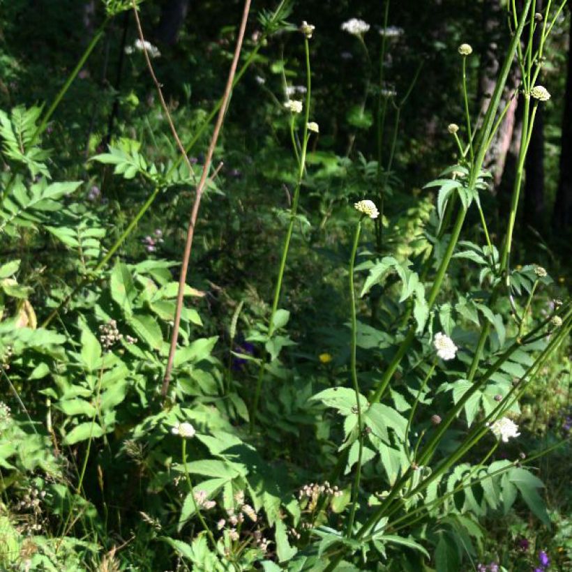 Cephalaria gigantea - Vedovina gigante (Fogliame)