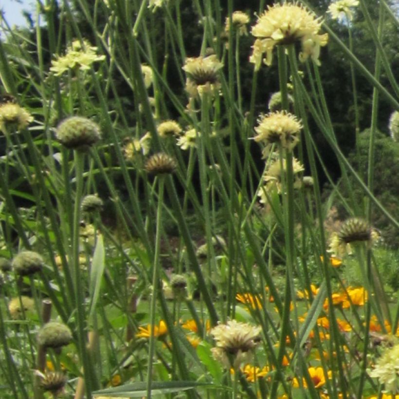 Cephalaria gigantea - Vedovina gigante (Fioritura)