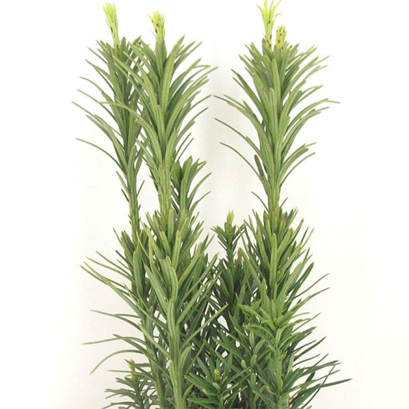 Cephalotaxus harringtonia Fastigiata (Fogliame)