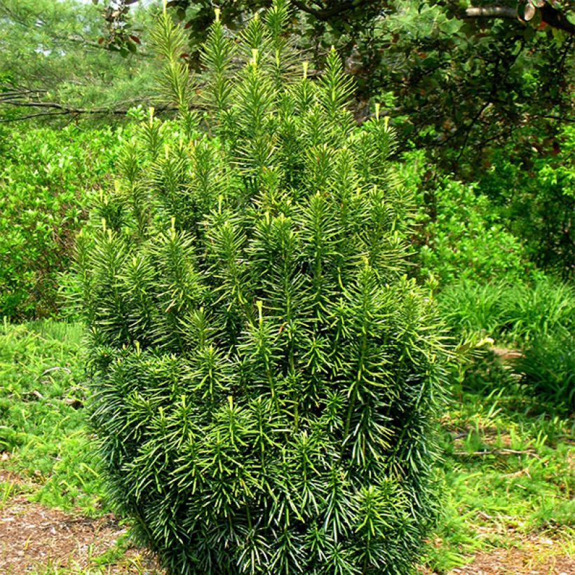 Cephalotaxus harringtonia Fastigiata (Porto)