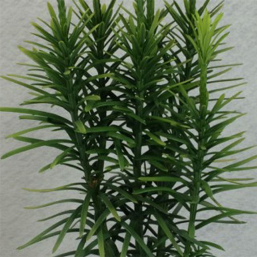 Cephalotaxus harringtonia Korean Gold (Fogliame)