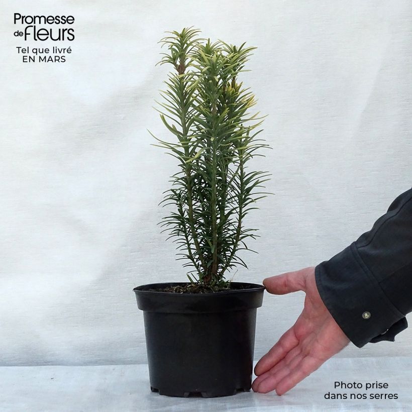 Cephalotaxus harringtonia Korean Gold - Pin japonais à queue de vache        Pot de 2L/3L esemplare consegnato in inverno