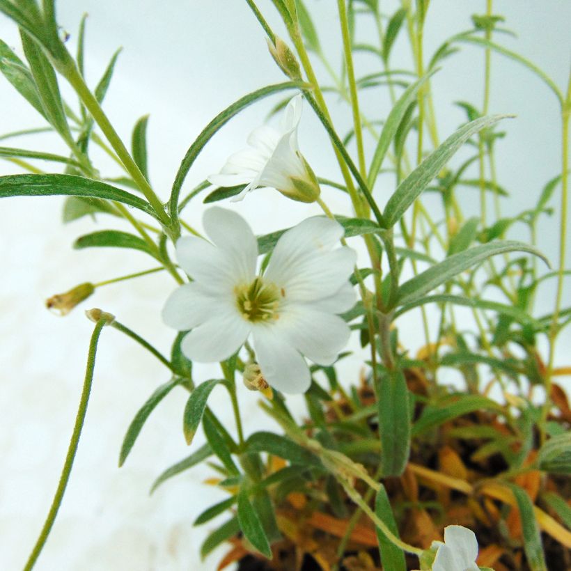 Cerastium biebersteinii - Cerastio (Fioritura)