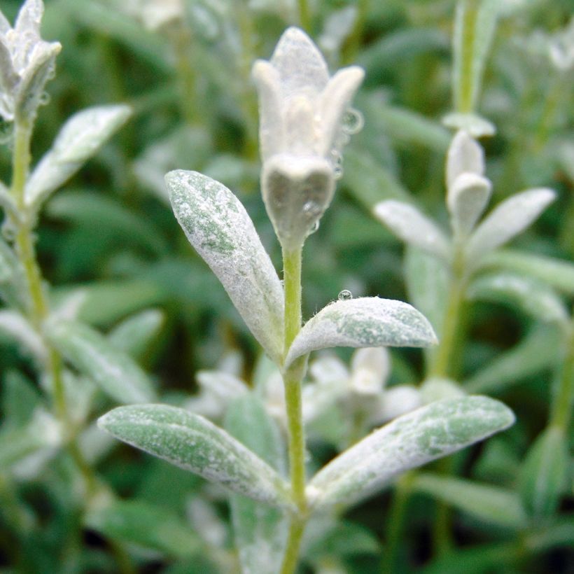 Cerastium tomentosum Yo Yo - Peverina tomentosa (Fogliame)