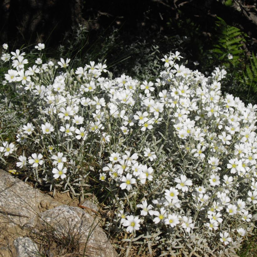 Cerastium tomentosum Yo Yo - Peverina tomentosa (Porto)