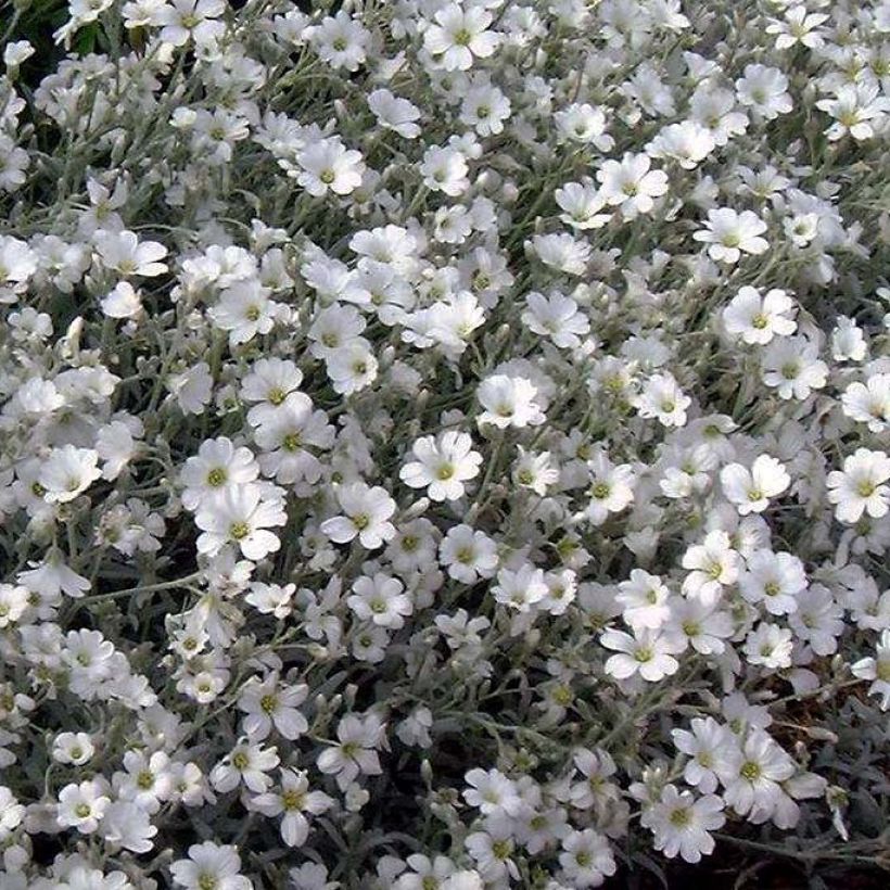 Cerastium tomentosum var. columnae - Peverina tomentosa (Fioritura)