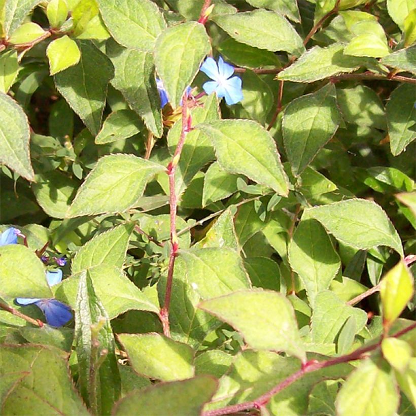 Ceratostigma griffithii (Fogliame)