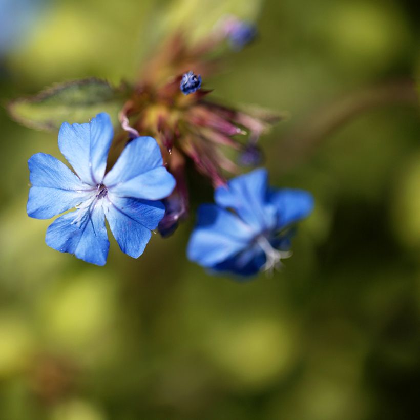 Ceratostigma griffithii (Fioritura)