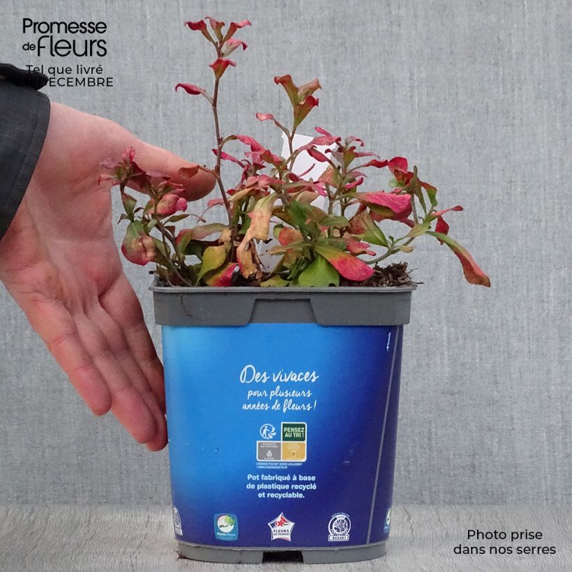 Ceratostigma plumbaginoïdes - Dentelaire en pot de 2/3 litres esemplare consegnato in inverno