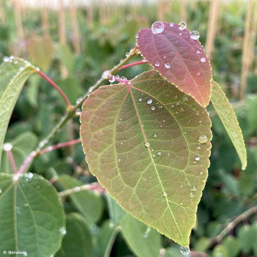 Cercidiphyllum japonicum Glowball - Albero del caramello (Fogliame)