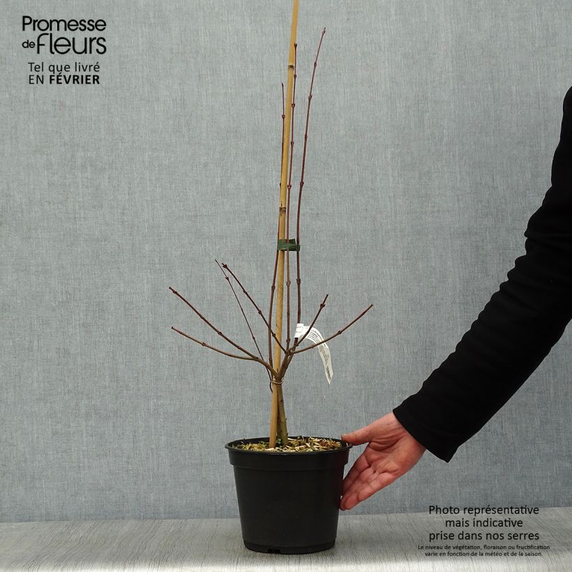 Cercidiphyllum japonicum Glowball - Arbre à caramel  Pot de 4L/5L esemplare consegnato in inverno