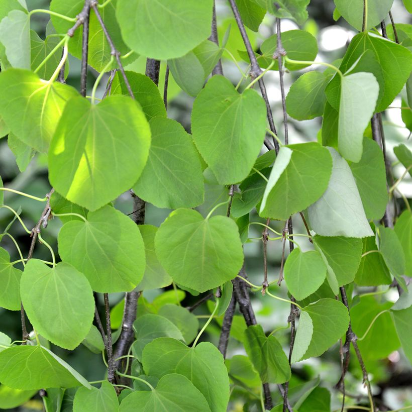 Cercidiphyllum japonicum Pendulum - Albero del caramello (Fogliame)