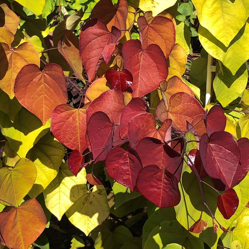 Cercis canadensis Eternal Flame - Albero di Giuda (Fogliame)