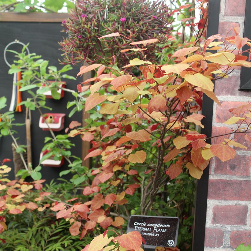 Cercis canadensis Eternal Flame - Albero di Giuda (Porto)