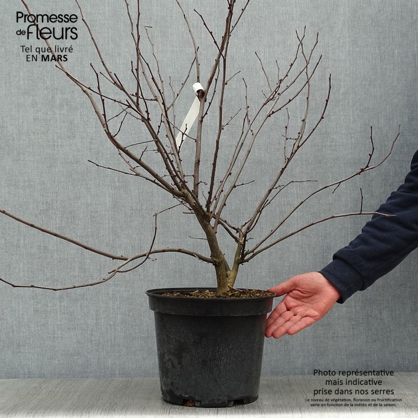 Cercis canadensis Hearts of Gold en pot de 10L esemplare consegnato in inverno