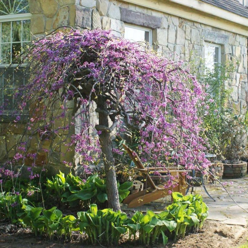 Cercis canadensis Lavender Twist - Albero di Giuda (Fioritura)