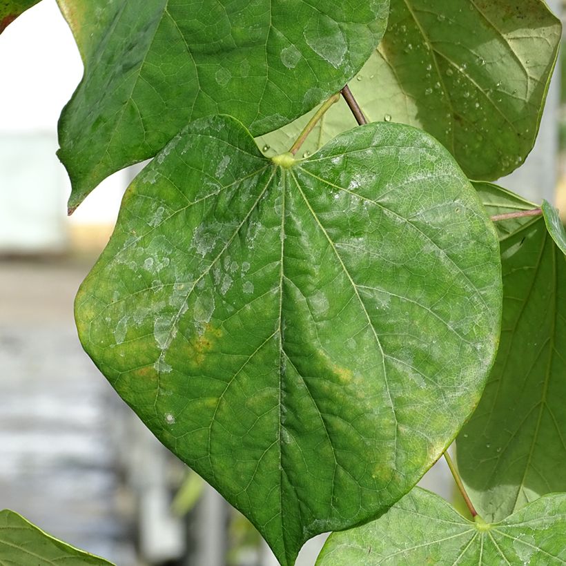 Cercis canadensis Lavender Twist - Albero di Giuda (Fogliame)