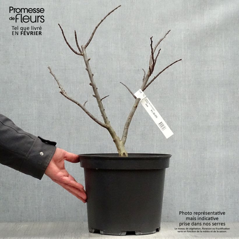 Cercis canadensis Little Woody - Gainier du Canada Pot de 6L/7L esemplare consegnato in inverno