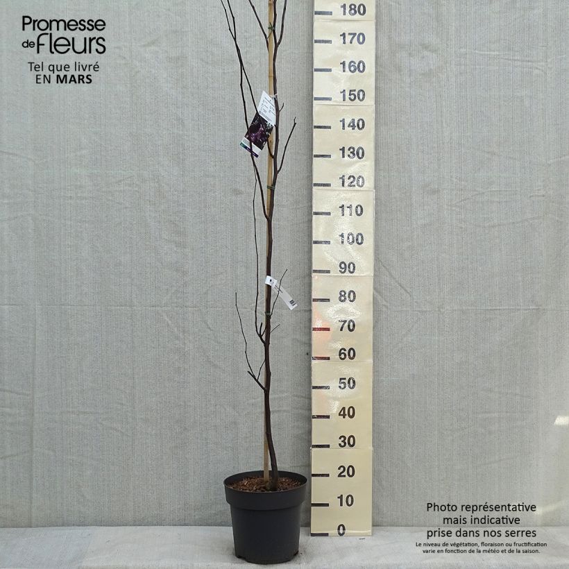 Cercis canadensis Merlot - Gainier du Canada  Pot de 6L/7L esemplare consegnato in inverno