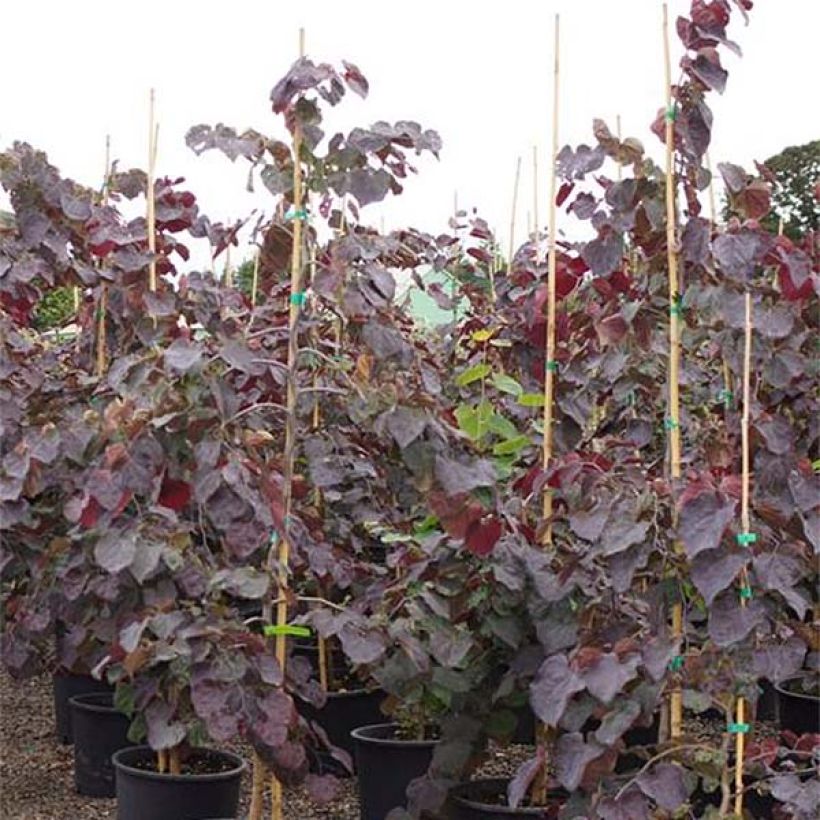 Cercis canadensis Ruby Falls - Albero di Giuda (Fogliame)