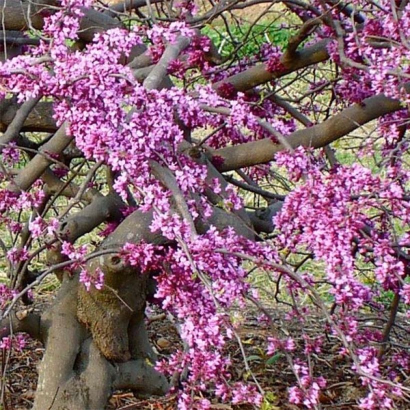 Cercis canadensis var. texensis Traveller - Albero di Giuda (Fioritura)