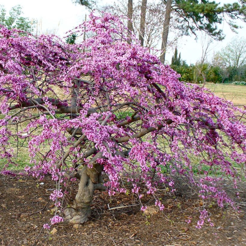 Cercis canadensis var. texensis Traveller - Albero di Giuda (Porto)