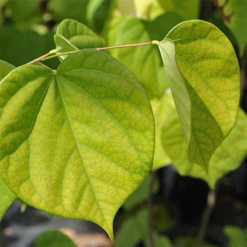 Cercis chinensis Avondale - Albero di Giuda cinese (Fogliame)