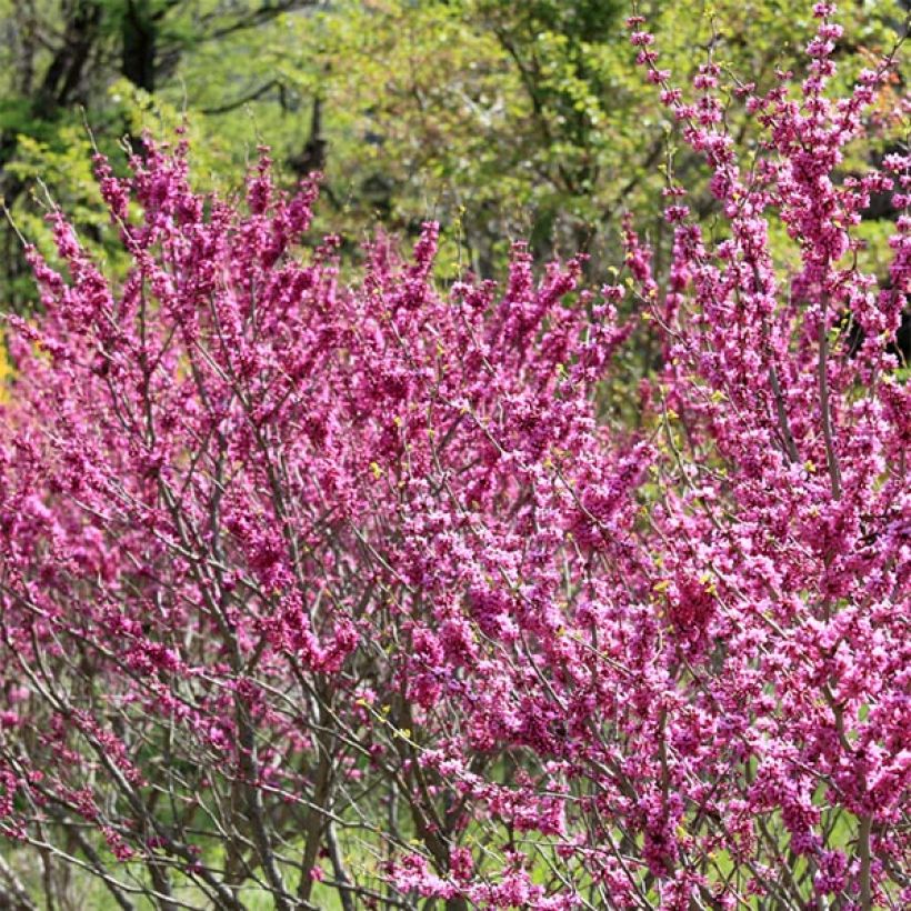 Cercis chinensis Avondale - Albero di Giuda cinese (Porto)