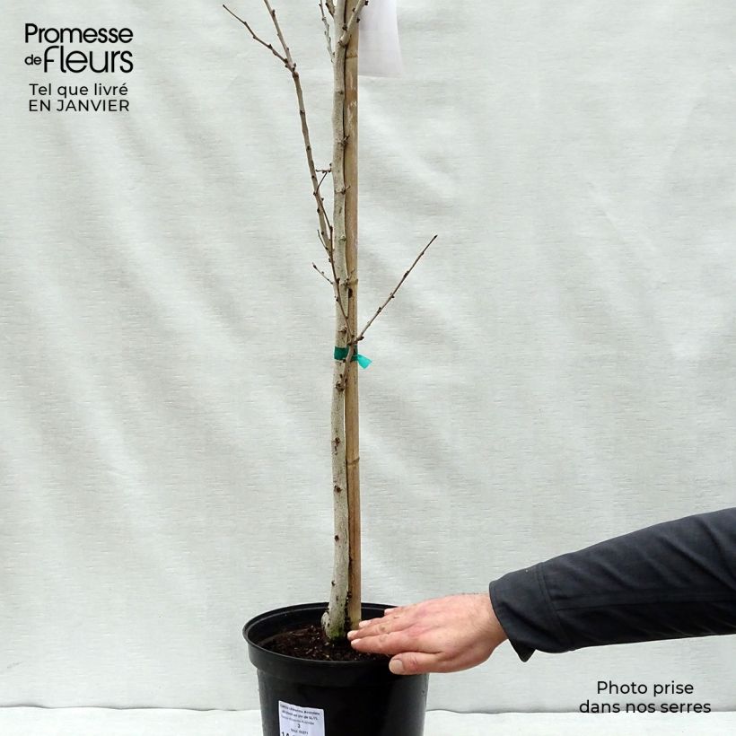 Cercis chinensis Avondale en pot de 4L/5L esemplare consegnato in inverno