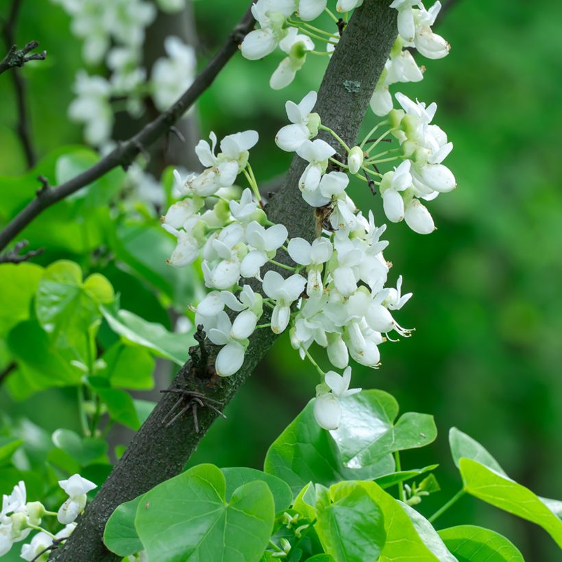 Cercis chinensis Shirobana - Albero di Giuda cinese (Fioritura)