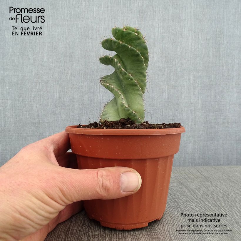 Cereus forbesii Spiralis Pot de 13 cm esemplare consegnato in inverno