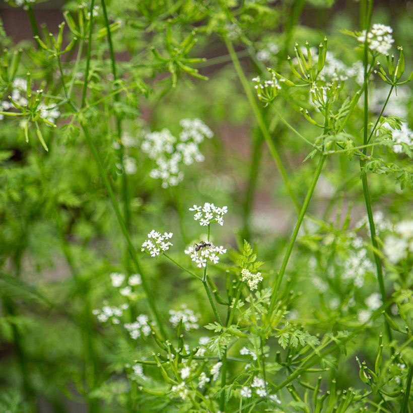 Cerfoglio comune (Fioritura)