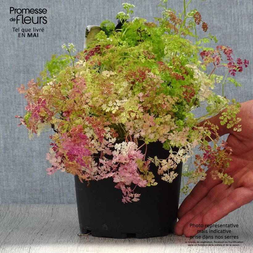 Cerfeuil commun en plants - Anthriscus cerefolium - Pot de 1.5L/2L esemplare consegnato in primavera